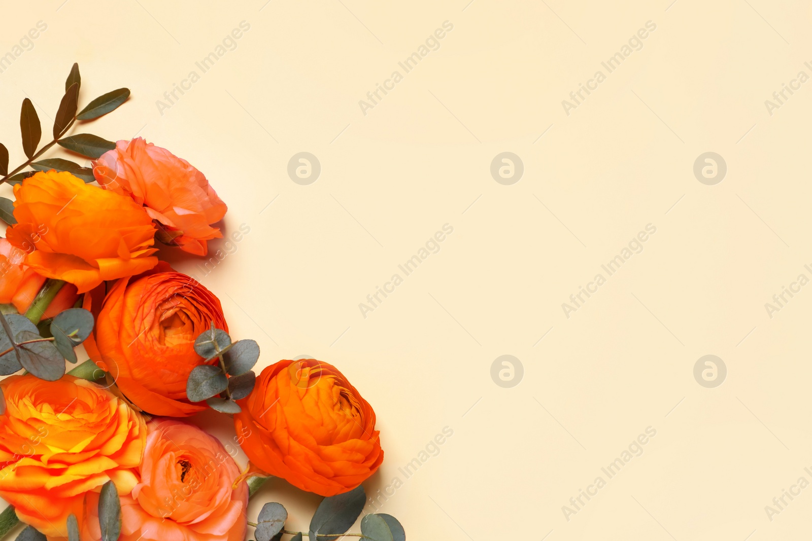 Image of Beautiful orange ranunculus flowers on beige background, flat lay. Space for text