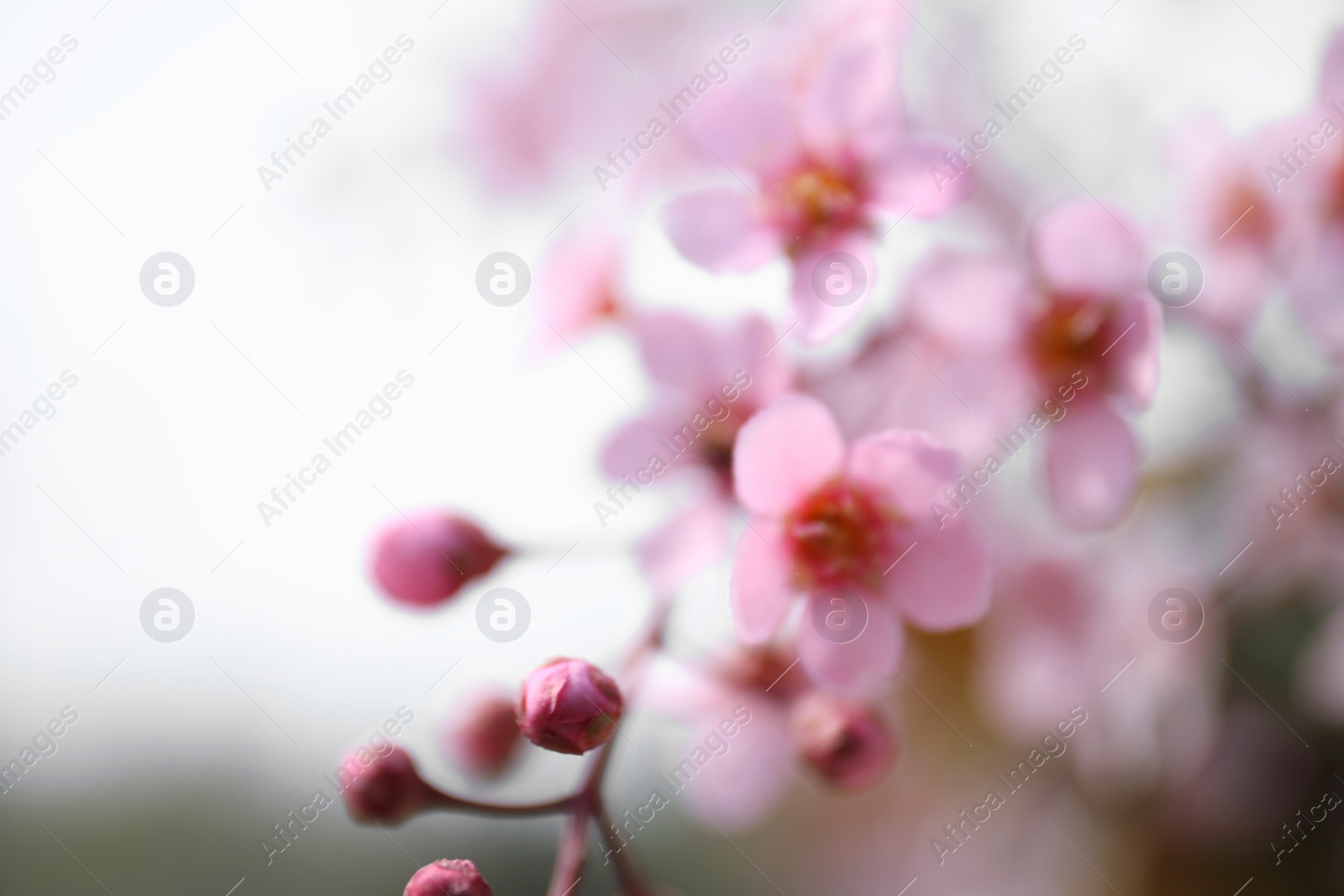 Photo of Closeup view of blossoming pink sakura tree outdoors