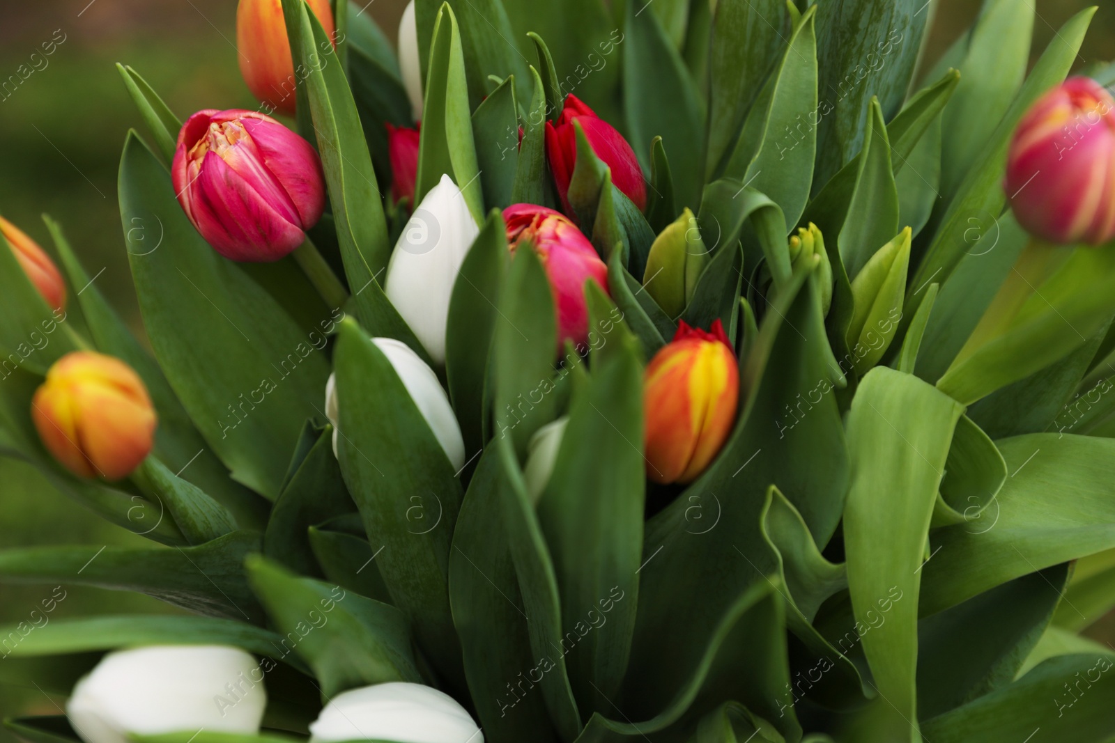 Photo of Beautiful bouquet of colorful tulips outdoors, closeup