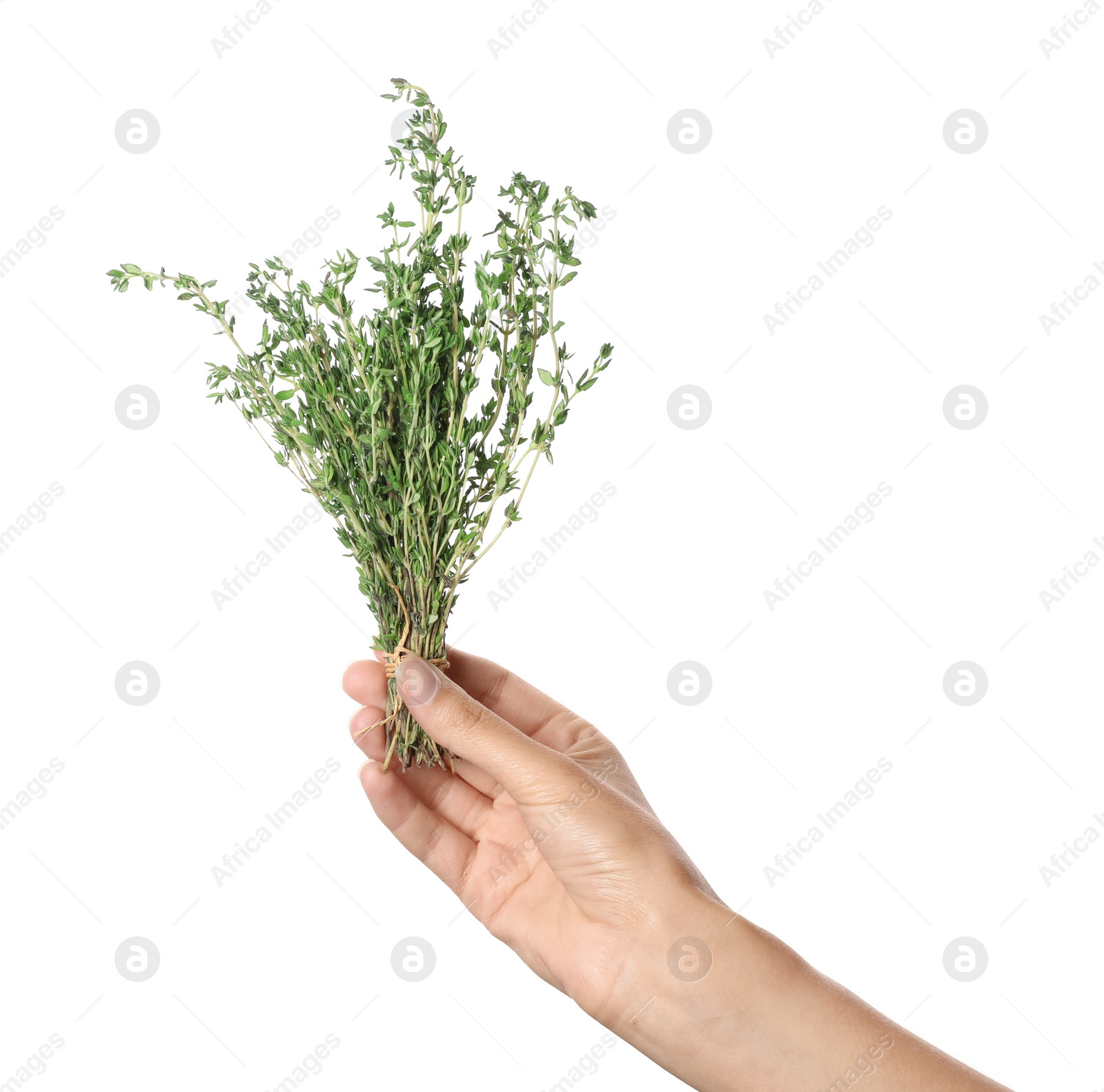 Photo of Woman holding thyme on white background. Fresh herb