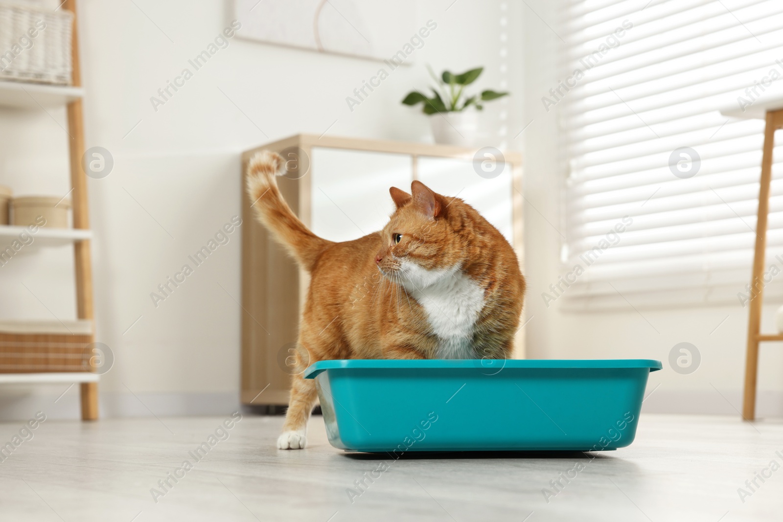 Photo of Cute ginger cat in litter box at home