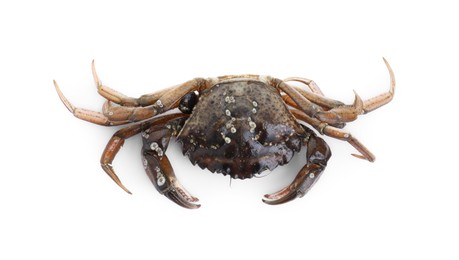 Photo of One fresh raw crab isolated on white, top view