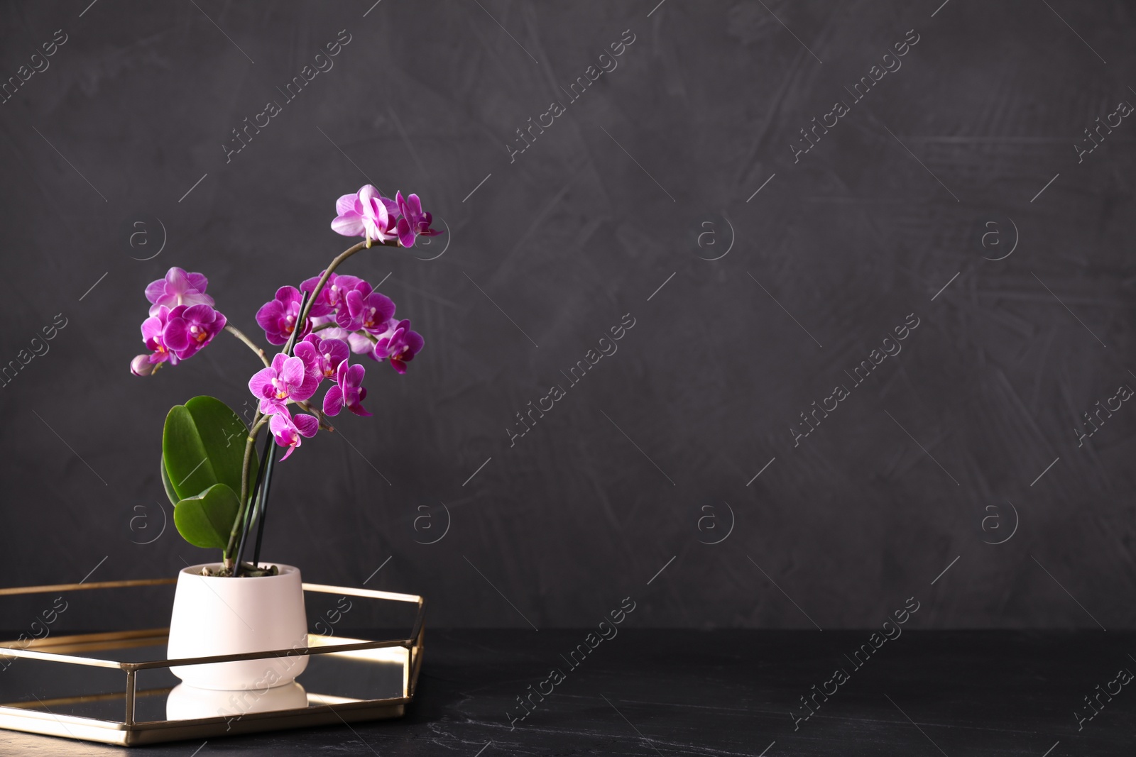 Photo of Flowerpot with blooming orchid on black stone table against dark background, space for text