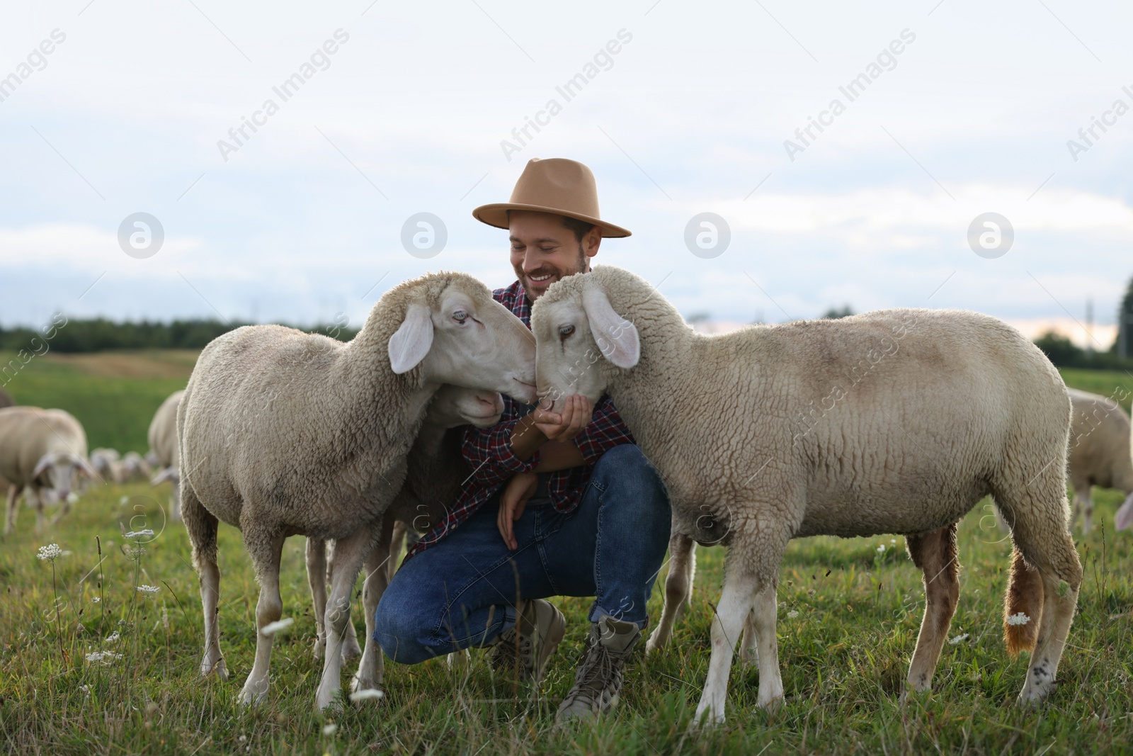 Photo of Smiling man feeding sheep on pasture at farm