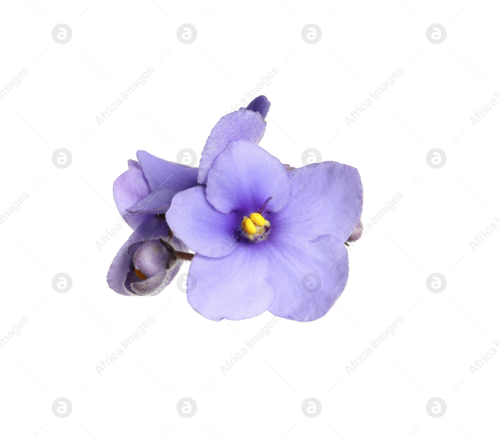 Photo of Purple flowers of violet plant isolated on white