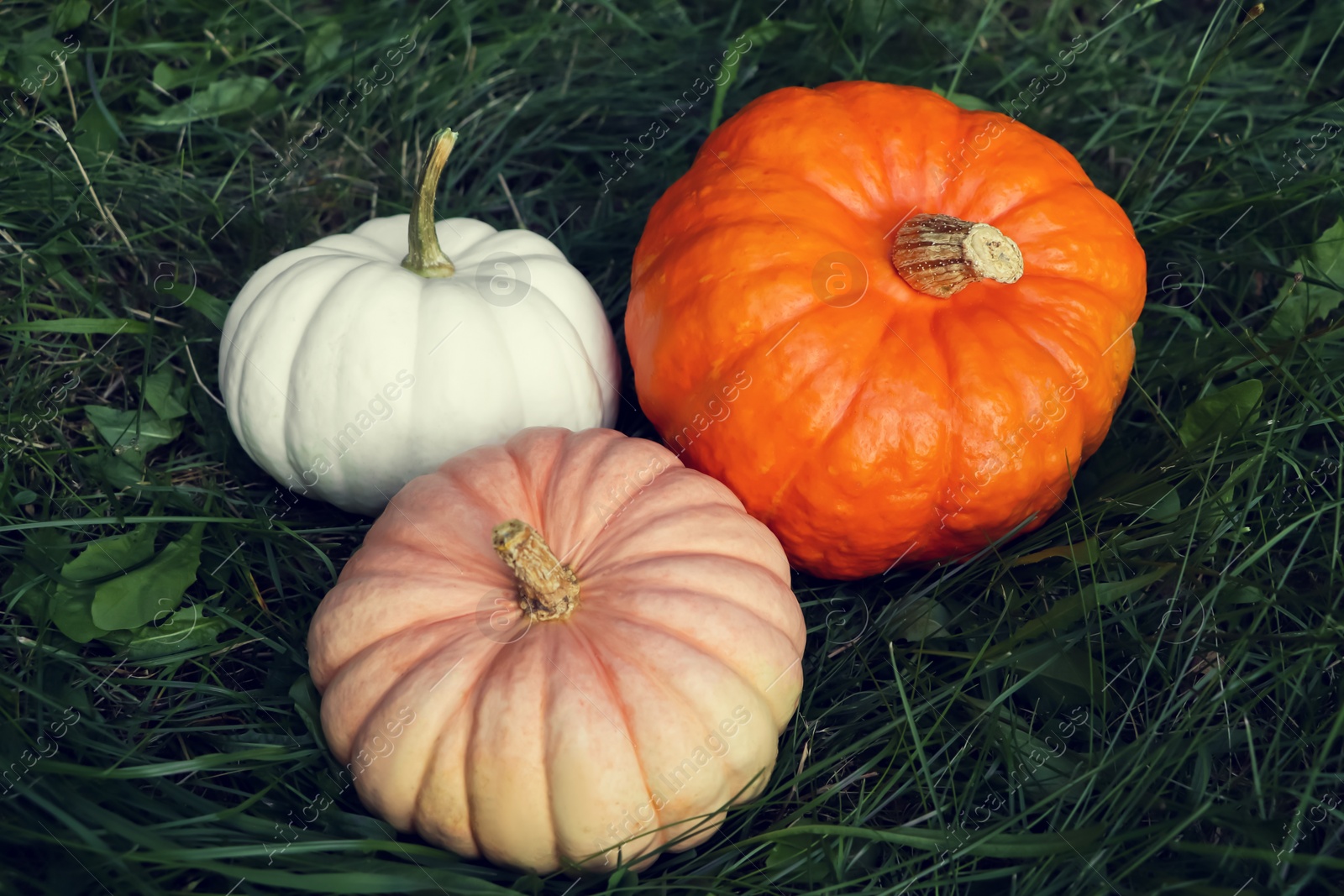 Photo of Different ripe pumpkins among green grass outdoors