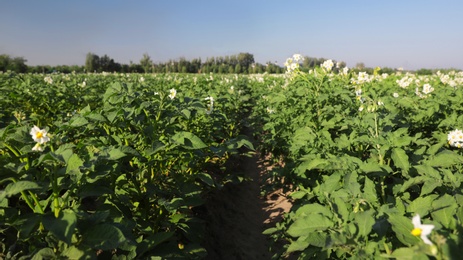 Photo of Beautiful field with blooming potato bushes on sunny day