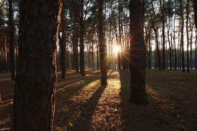 Beautiful view of sun shining through trees in conifer forest at sunset
