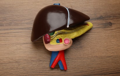 Photo of Model of liver on wooden table, top view