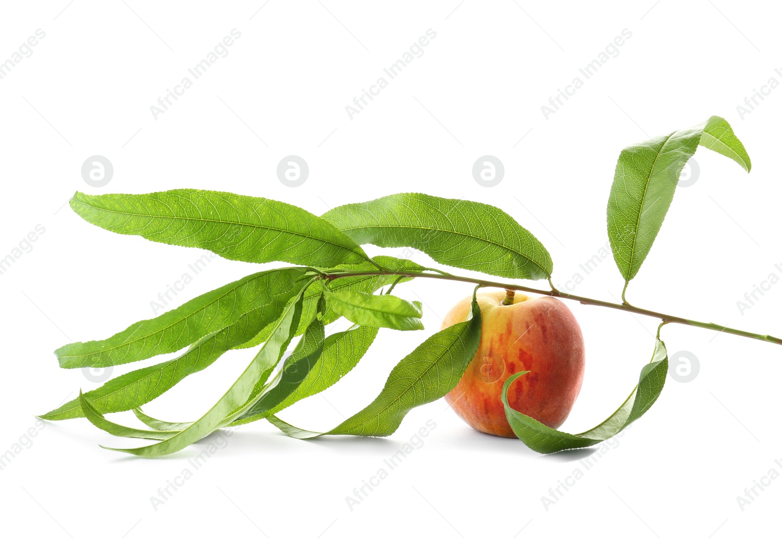 Photo of Branch with fresh sweet peach on white background