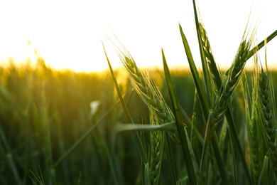 Closeup view of field with unripe spikes at sunset