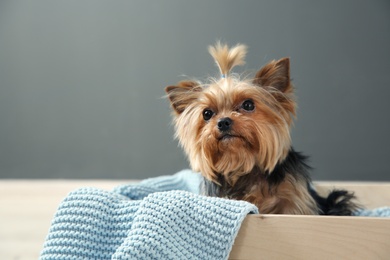 Photo of Yorkshire terrier in wooden crate against grey wall, space for text. Happy dog