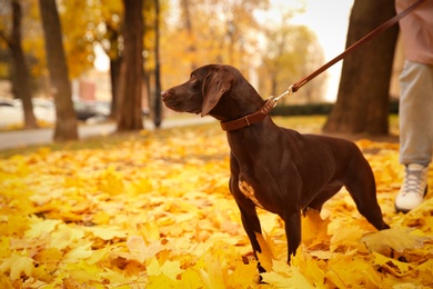 Cute German Shorthaired Pointer in park on autumn day