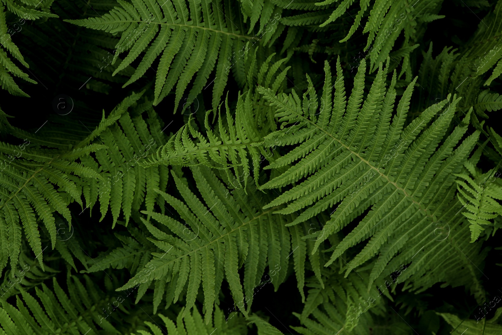 Photo of Beautiful fern with lush green leaves growing outdoors