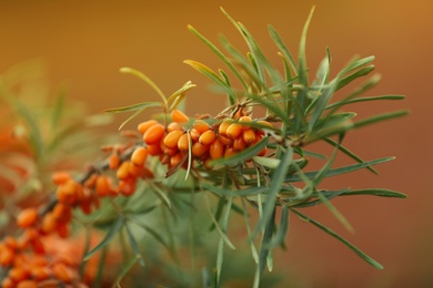 Photo of Sea buckthorn branch with ripe berries against color background, closeup