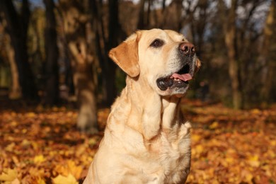 Photo of Cute Labrador Retriever dog in sunny autumn park