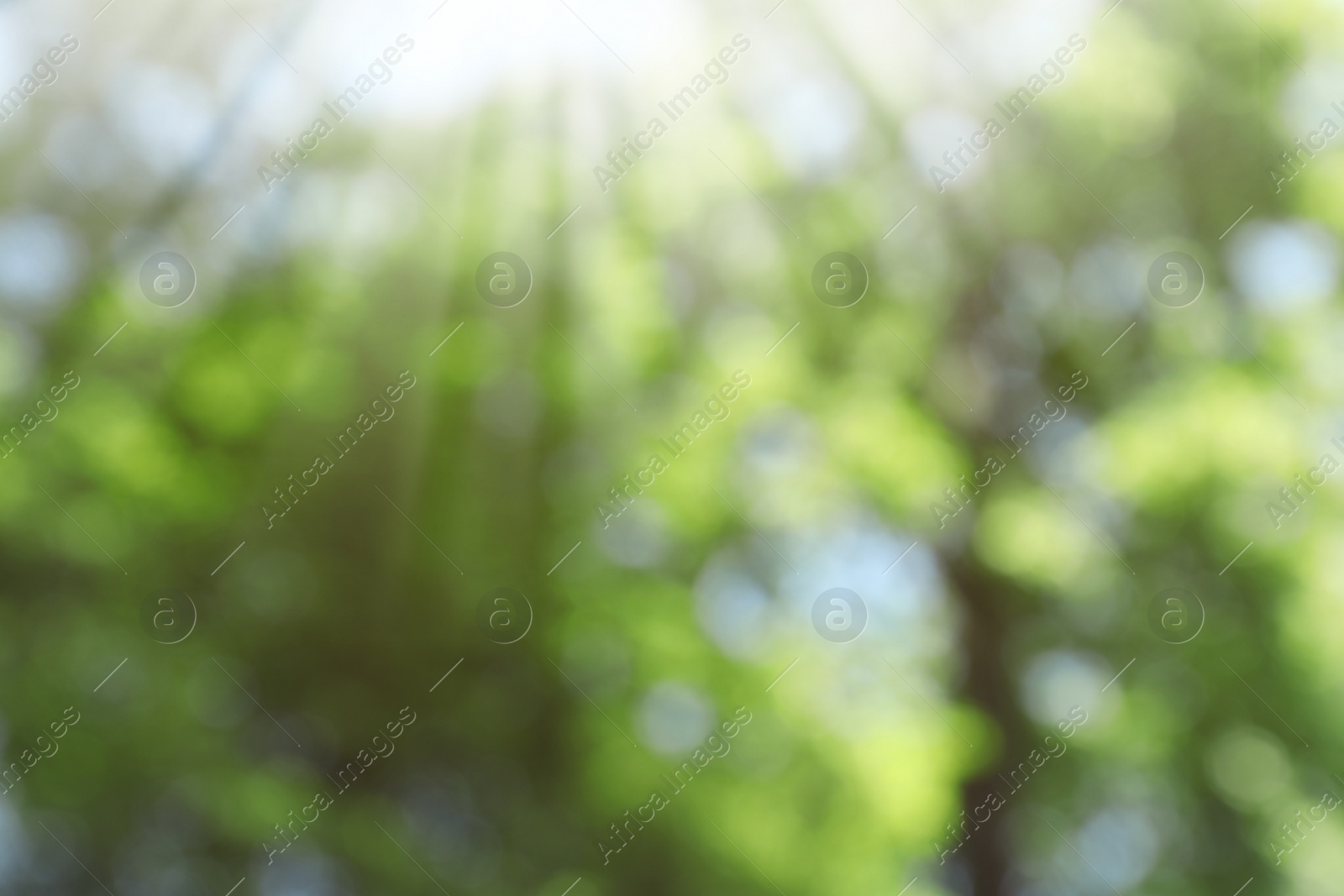 Photo of Blurred view of abstract green background. Bokeh effect