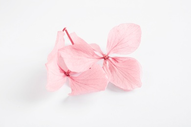 Beautiful pink hortensia flowers on white background