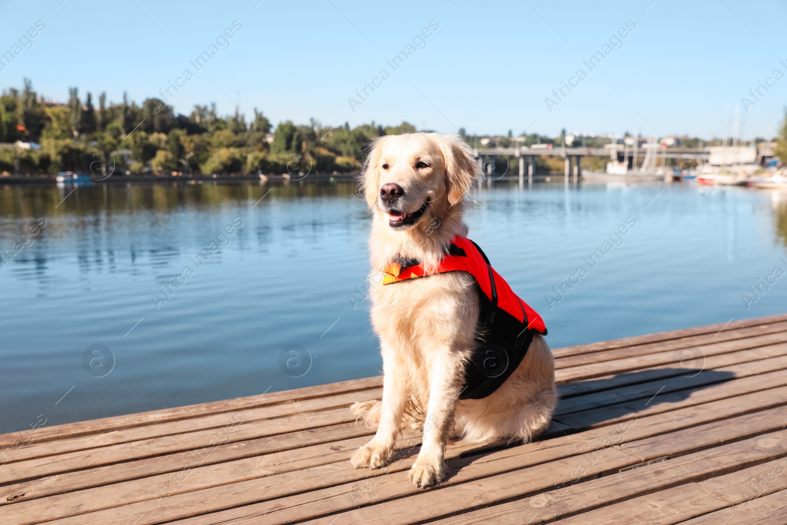 Photo of Dog rescuer in life vest on wooden deck near river
