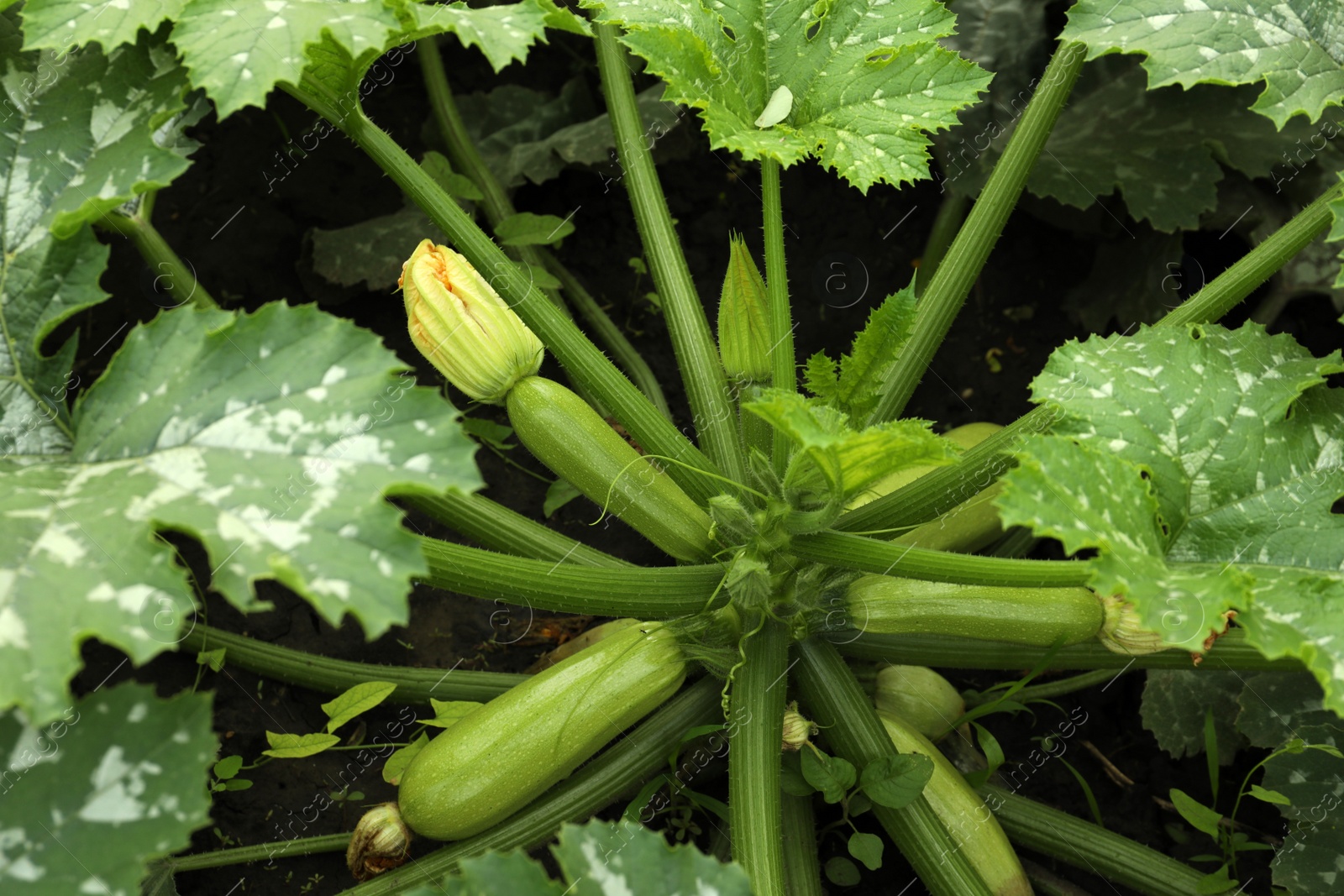 Photo of Blooming green plant with unripe zucchini in garden