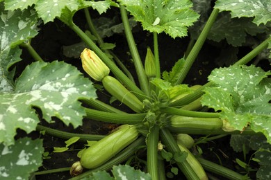 Photo of Blooming green plant with unripe zucchini in garden