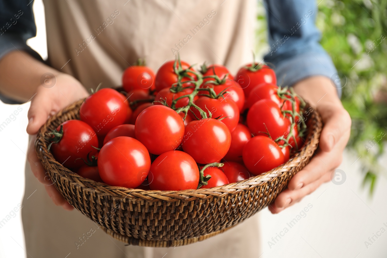 Photo of Woman holding wicker bowl with ripe cherry tomatoes, closeup