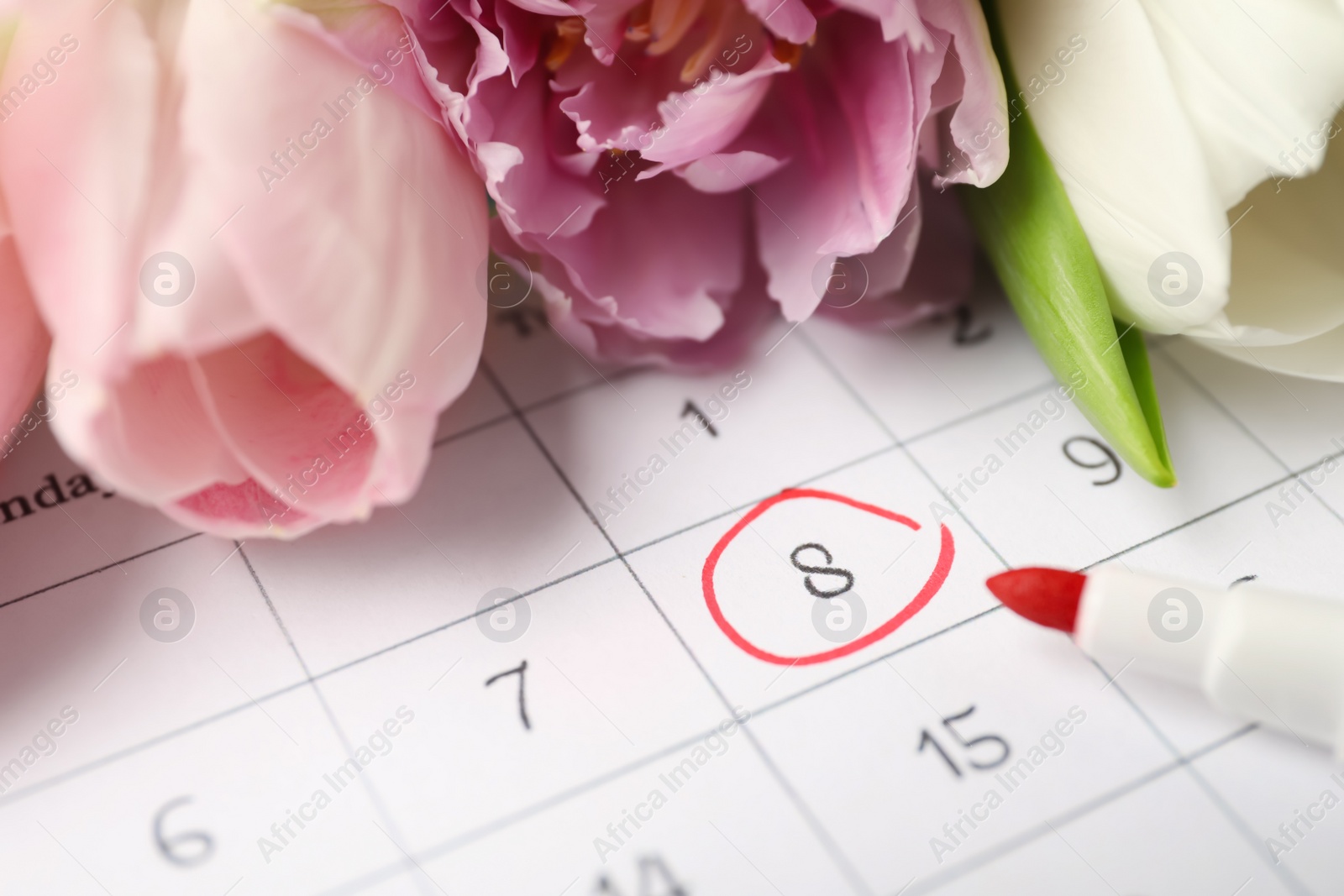 Photo of Tulips and red marker on calendar near date 8th of March, closeup. International Women's Day