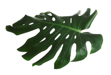 Photo of Green fresh monstera leaf isolated on white. Tropical plant