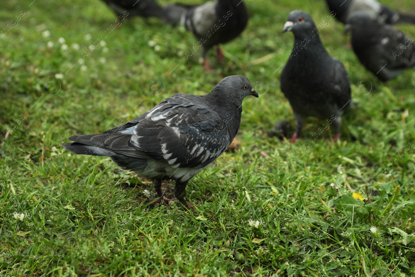 Photo of Flock of beautiful grey doves on green grass outdoors