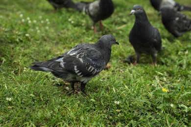 Photo of Flock of beautiful grey doves on green grass outdoors