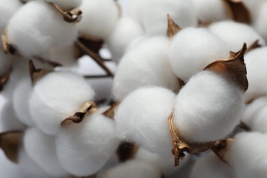 Photo of Fluffy cotton flowers on white background, closeup