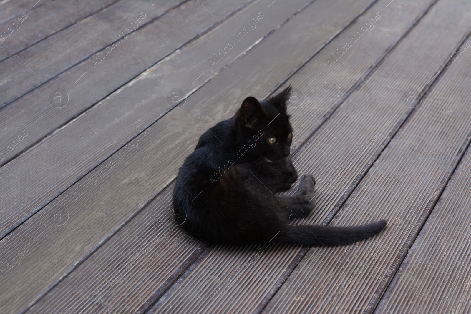 Photo of Cute stray cat laying on wooden surface outdoors