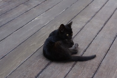 Cute stray cat laying on wooden surface outdoors