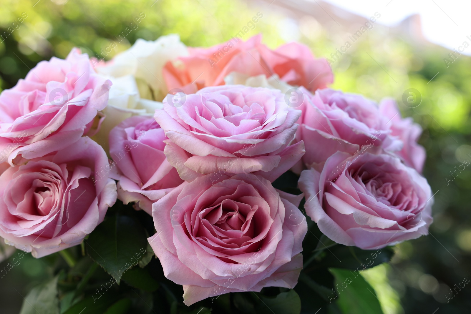 Photo of Beautiful bouquet of aromatic roses outdoors, closeup