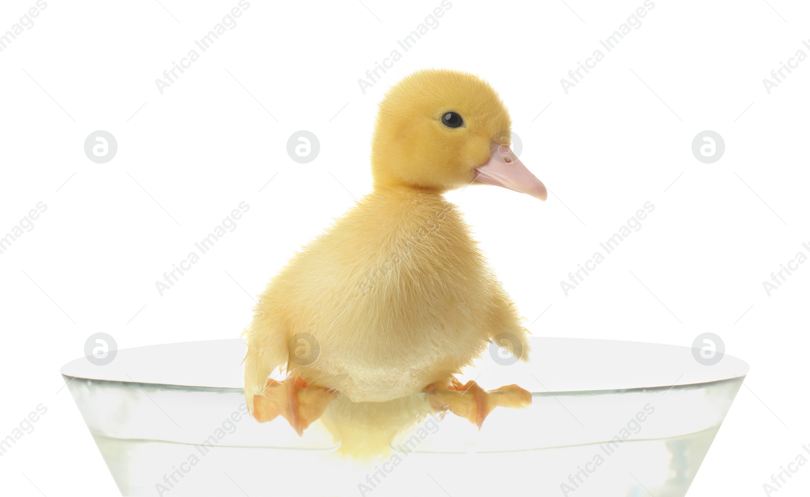 Photo of Cute fluffy gosling in glass bowl with water on white background. Farm animal