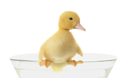 Photo of Cute fluffy gosling in glass bowl with water on white background. Farm animal