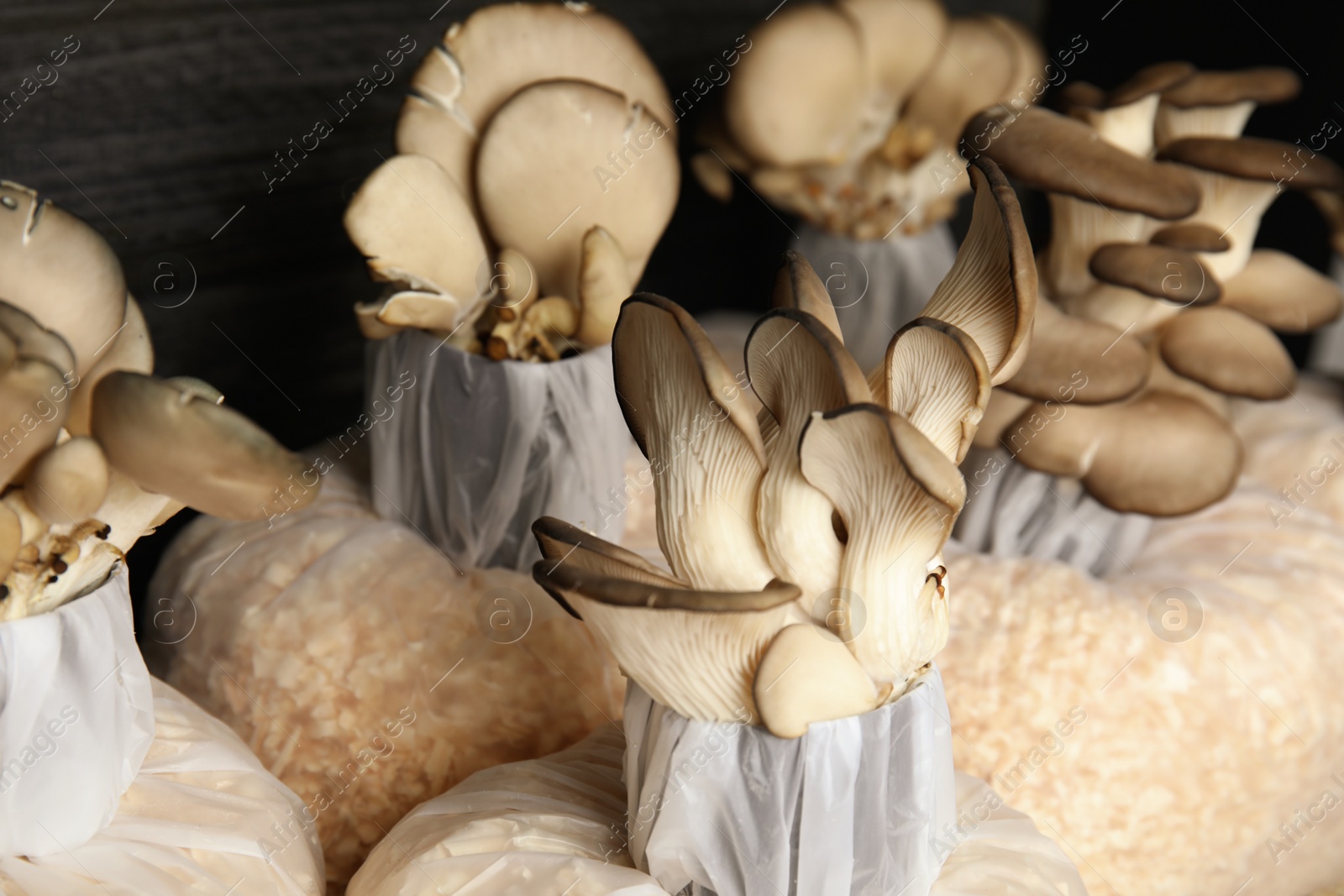 Photo of Oyster mushrooms growing in sawdust on dark wooden background. Cultivation of fungi