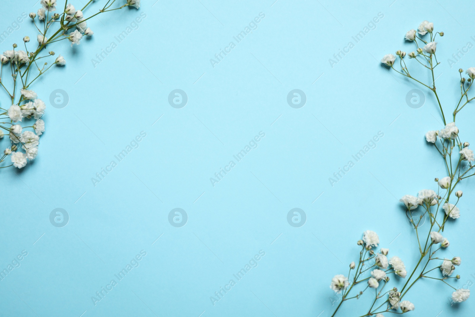 Photo of Beautiful floral composition with gypsophila flowers on light blue background, flat lay. Space for text