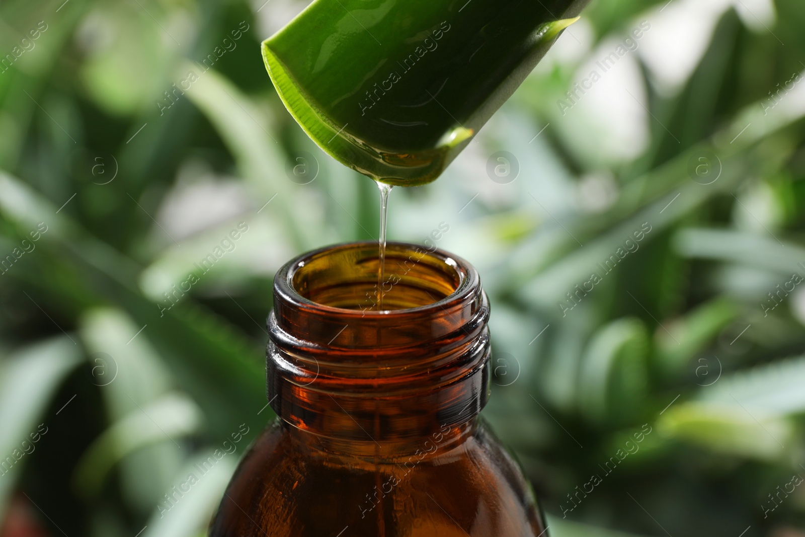 Photo of Dripping aloe vera gel from leaf into bottle against blurred background