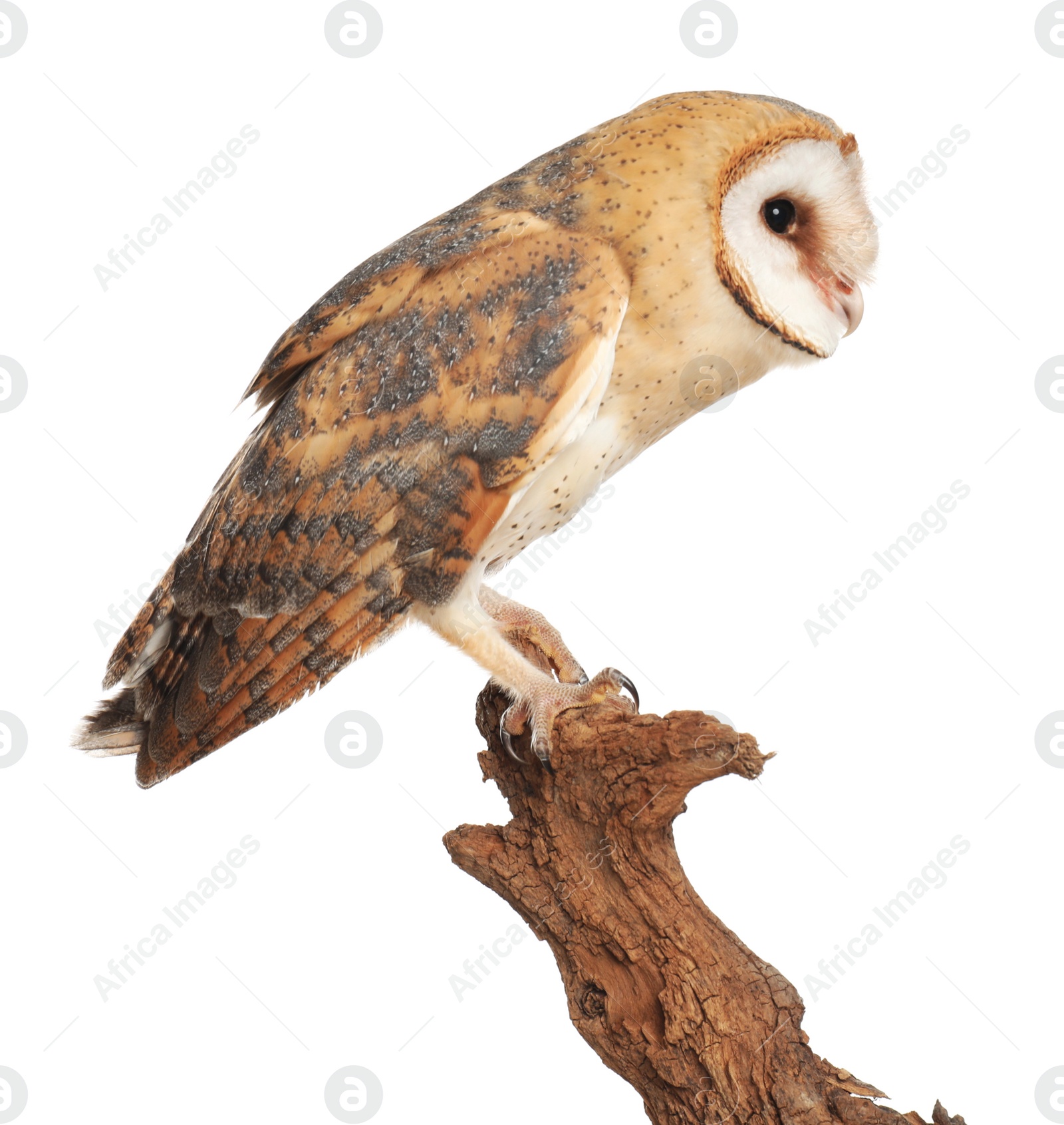 Photo of Beautiful common barn owl on twig against white background