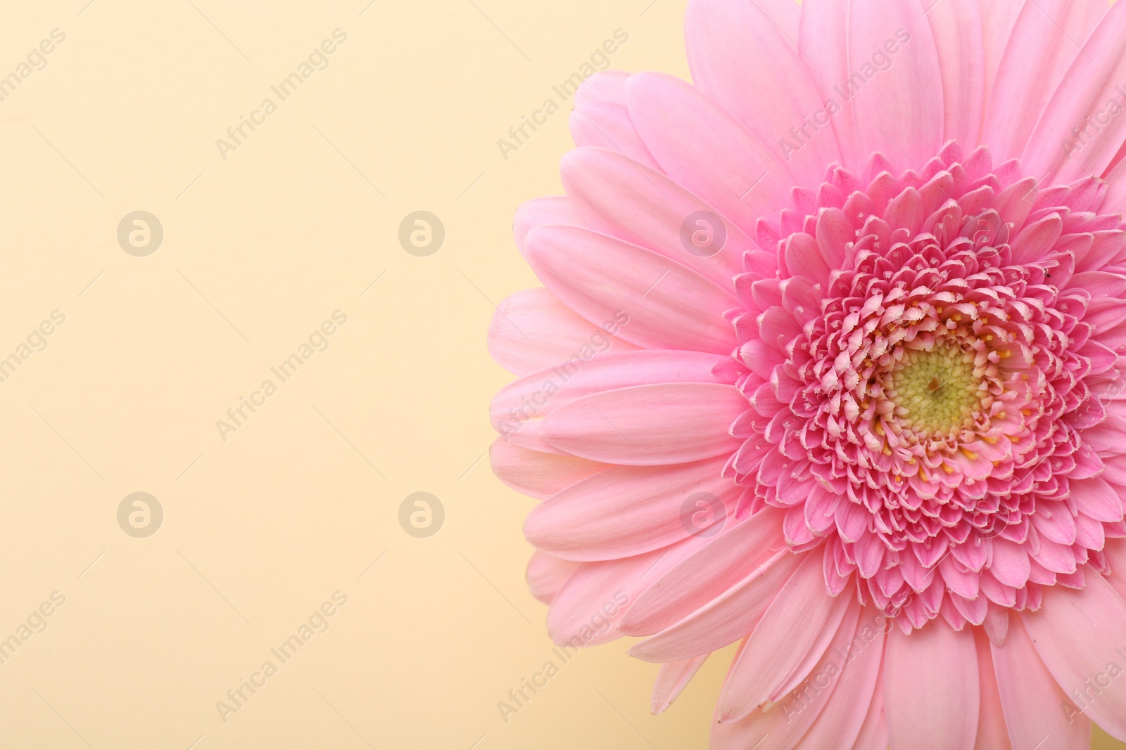 Photo of Beautiful pink gerbera flower on beige background, top view. Space for text