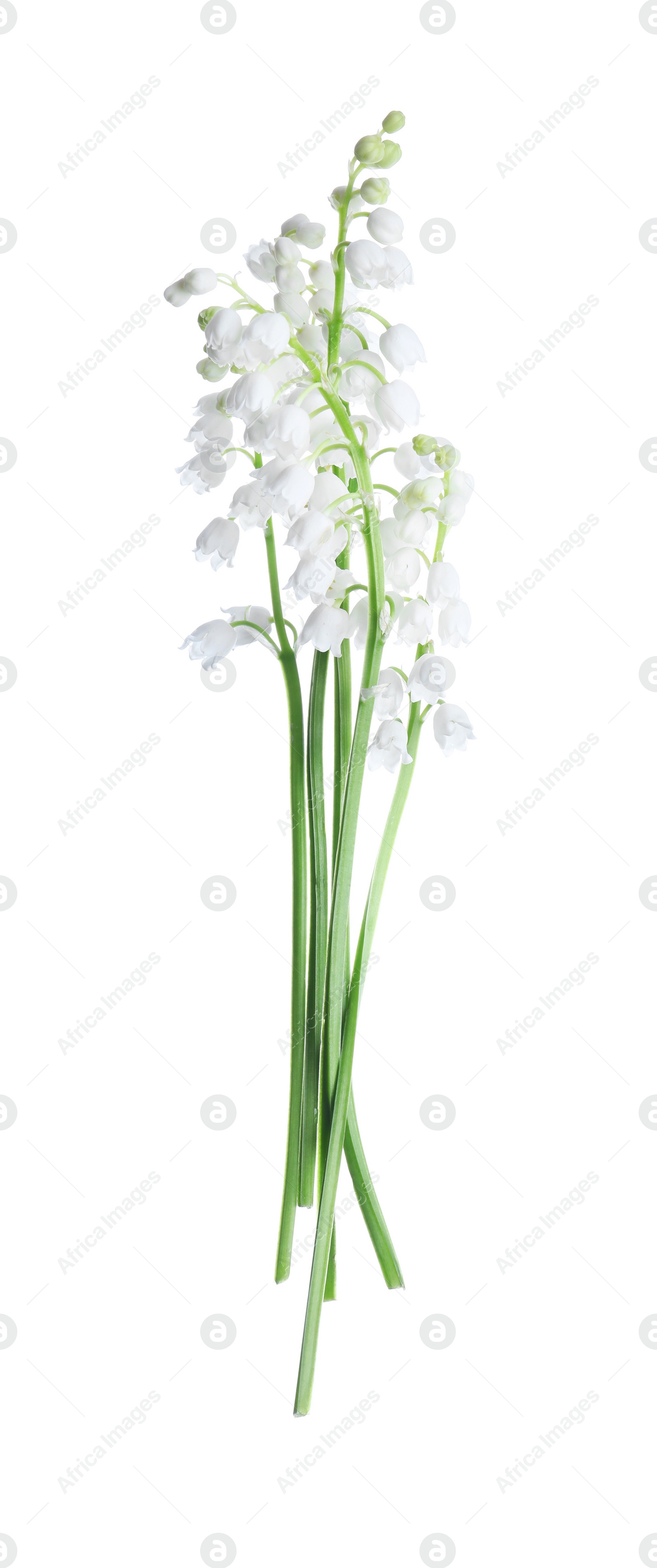 Photo of Beautiful lily of the valley flowers isolated on white