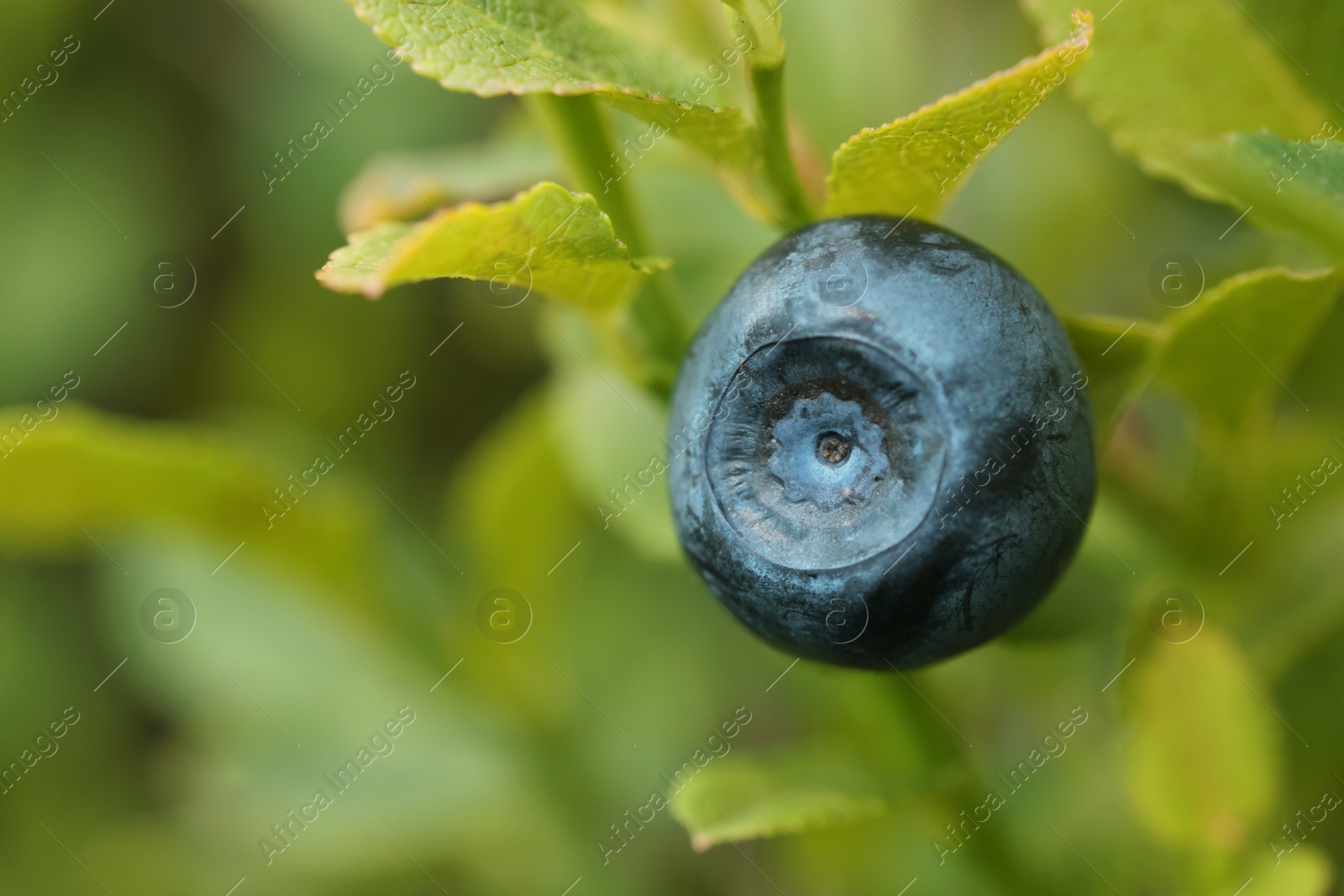 Photo of Ripe bilberry growing in forest, closeup. Space for text