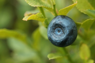Ripe bilberry growing in forest, closeup. Space for text