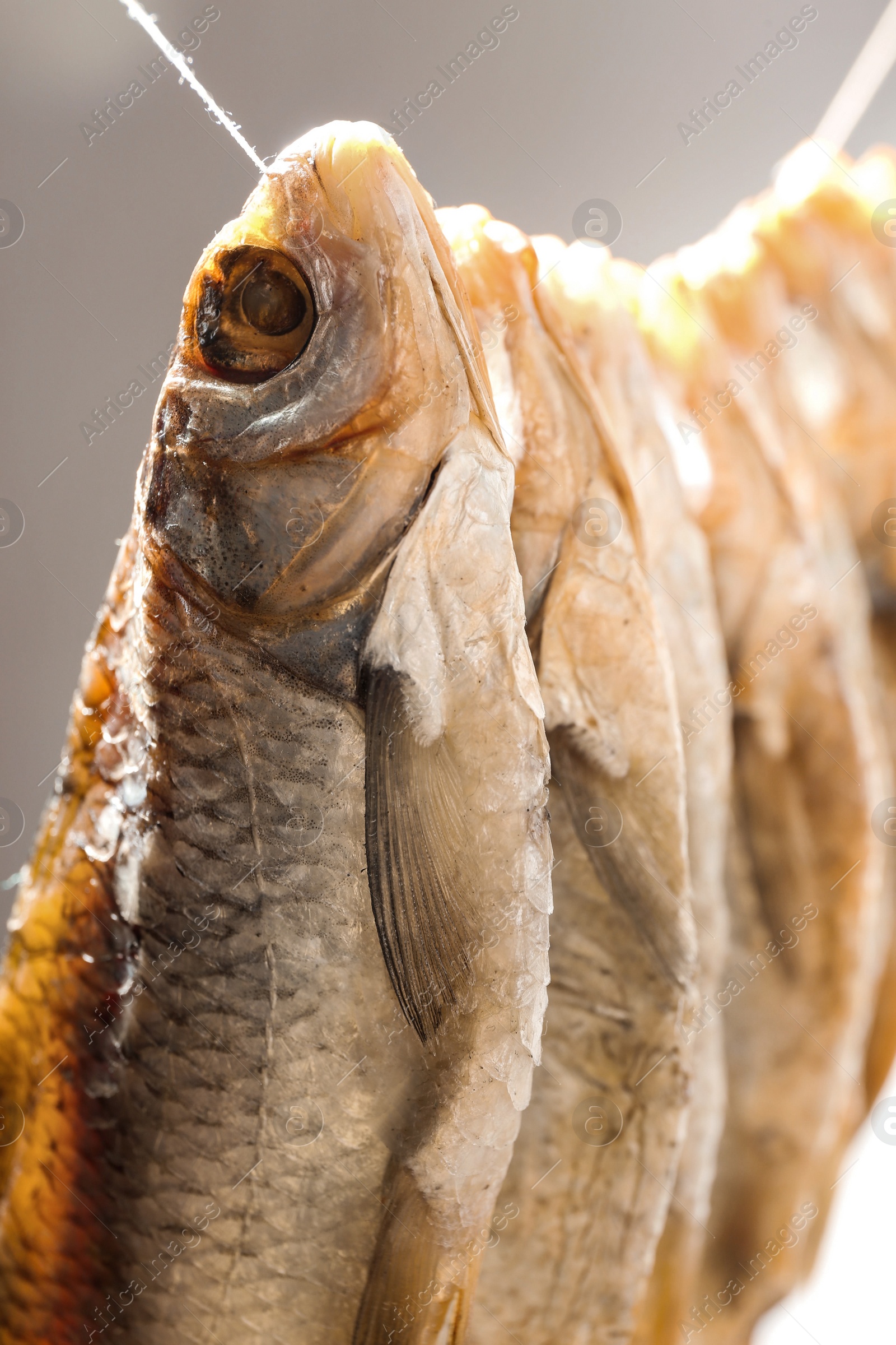 Photo of Dried fish hanging on rope, closeup view