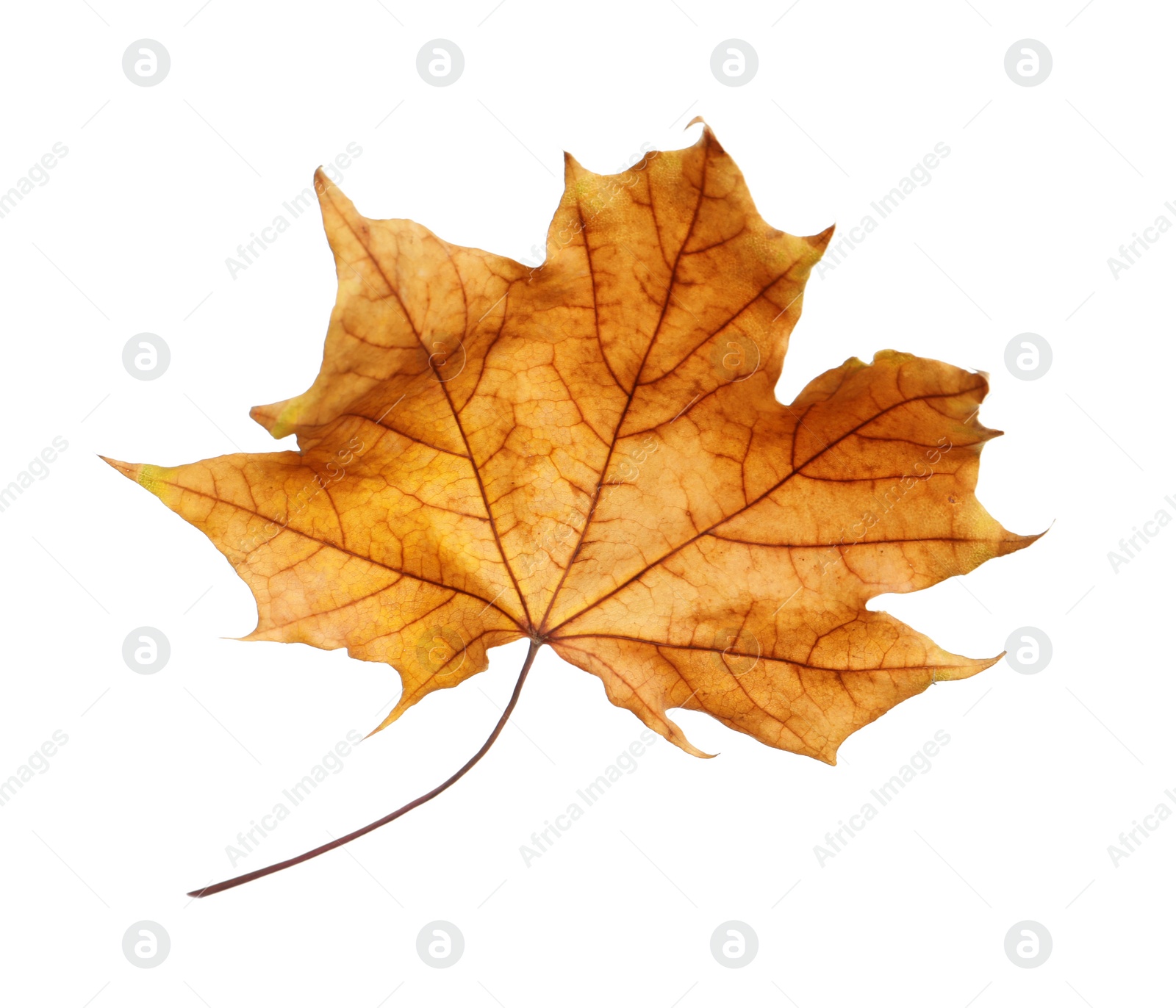 Photo of Beautiful autumn leaf on white background. Fall foliage