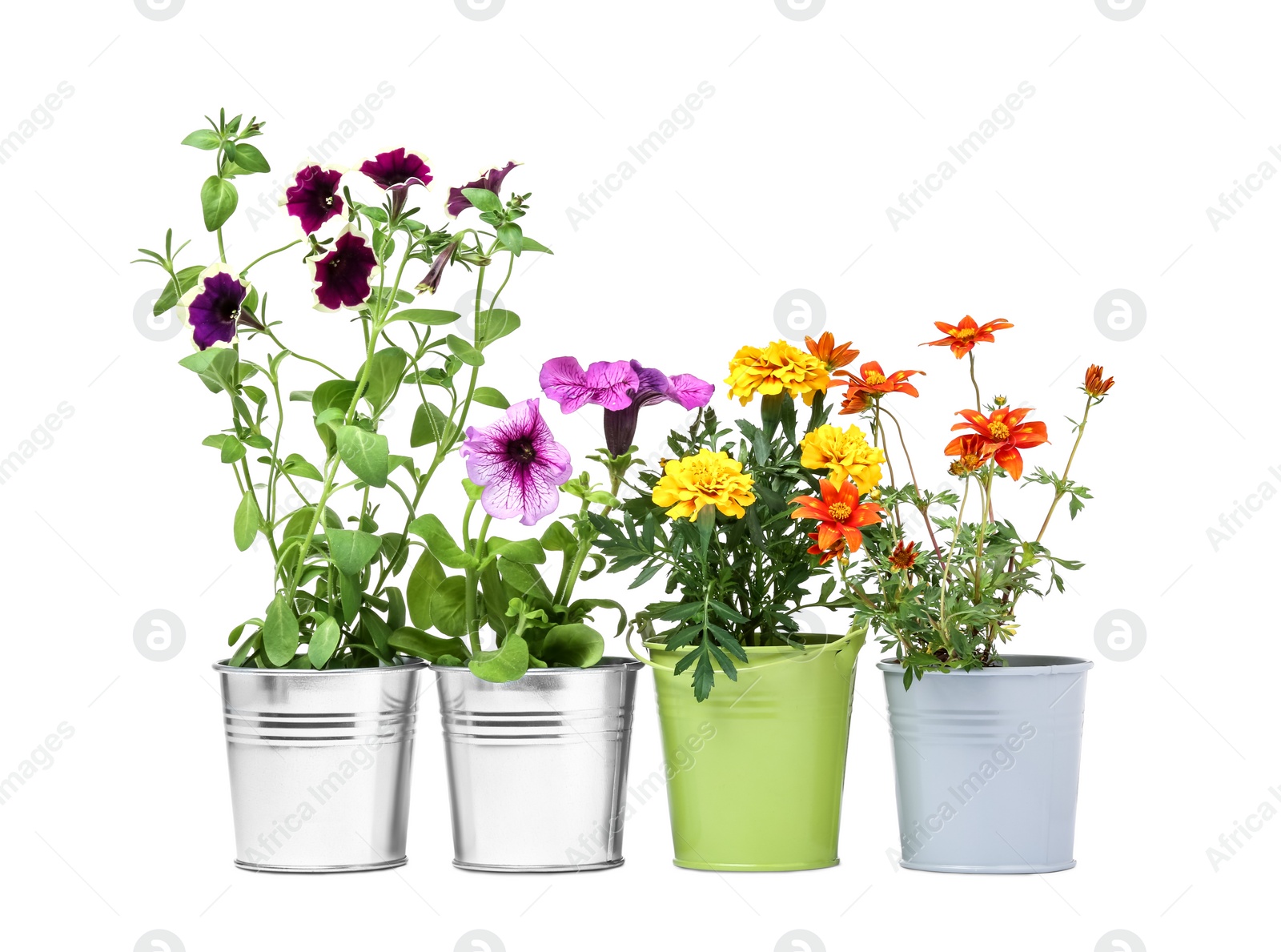 Photo of Different flowers in metal pots isolated on white