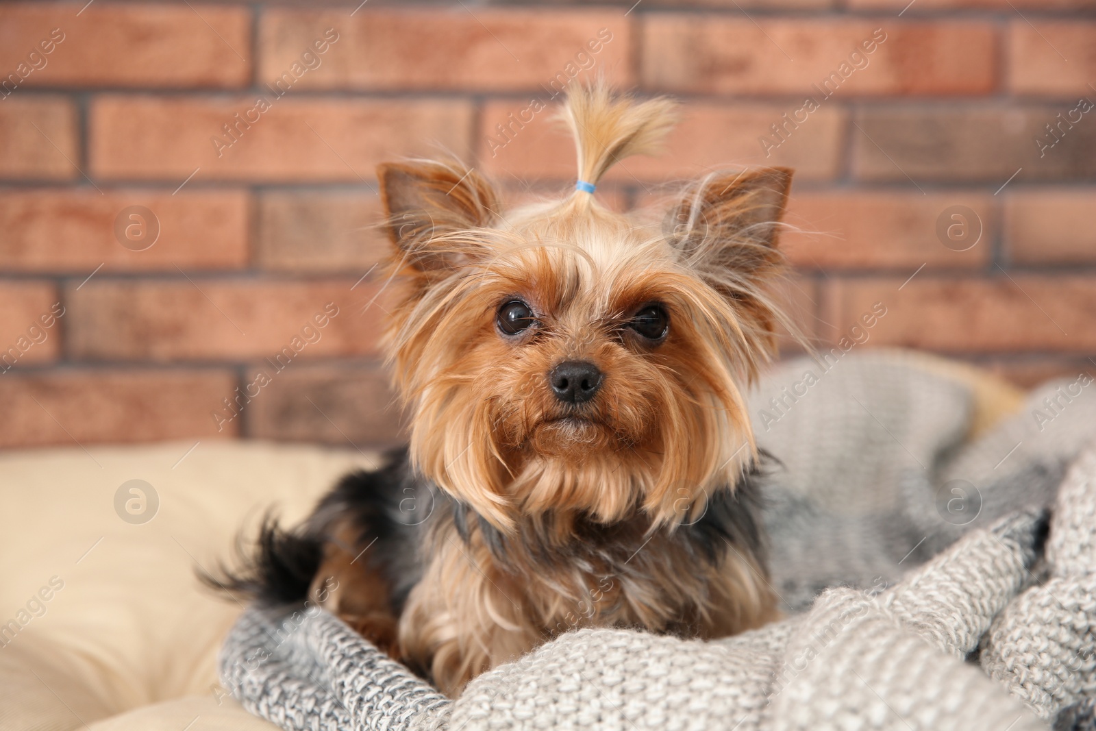 Photo of Yorkshire terrier on pet bed against brick wall. Happy dog