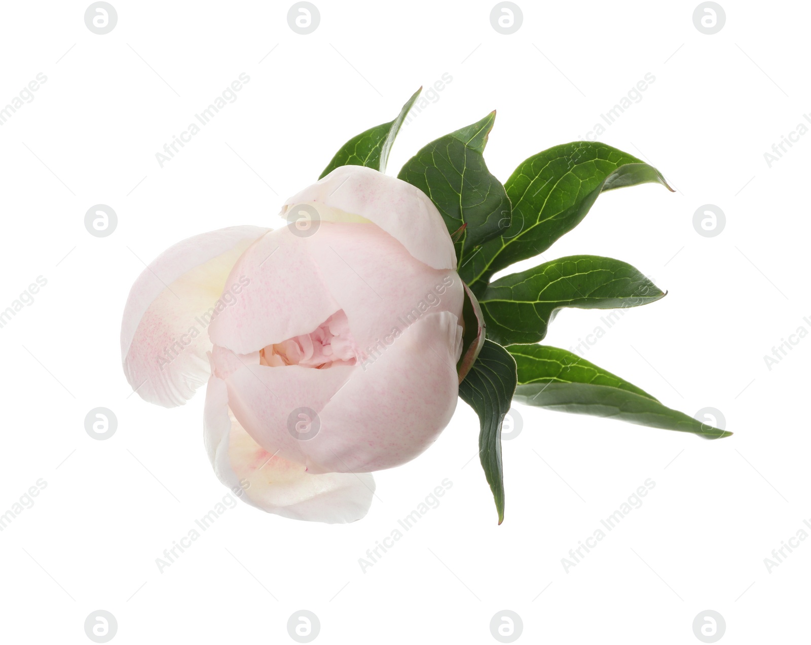 Photo of Beautiful fragrant peony flower isolated on white