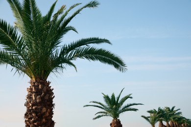 Photo of Beautiful palm trees with green leaves against blue sky. Tropical plant